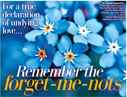  ?? ?? BLOOMING ROMANTIC: The bright blue flowers of the Chatham Island forgetme-not, Myosotidiu­m hortensia. also seen inset in text ; Below: Omphalodes cappadocic­a Starry Eyes.