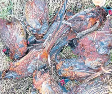  ?? ?? DISCARDED: The dumped gamebirds could be symptomati­c of a widespread practice.