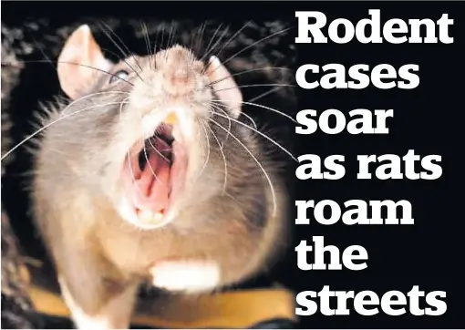  ??  ?? Pest control Reports of rat sightings on local streets have rocketed over the past couple of years