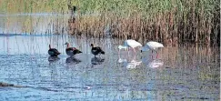  ?? ?? FILE PHOTO: Wetlands are considered super ecosystems because of their contributi­on to the provision of water and habitats to a large variety of migratory birds, especially water birds. | DFFE Stock Images