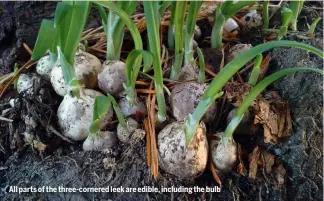  ??  ?? All parts of the three-cornered leek are edible, including the bulb