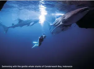  ??  ?? Swimming with the gentle whale sharks of Cenderwasi­h Bay, Indonesia