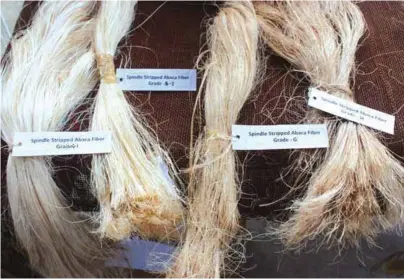  ??  ?? Some of the processed abaca fibers which were presented during the summit.