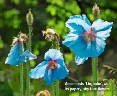  ??  ?? Meconopsis ‘Lingholm’, with its papery, sky blue flowers.