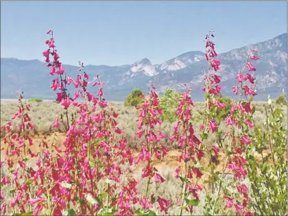  ?? Mary Adams/courtesy photo ?? Desert penstemon (Penstemon pseudospec­tabilis), although native to the southweste­rn counties of New Mexico, grows well in the dry sage habitats of Taos. Its hot pink flowers are attractive to hummingbir­ds.