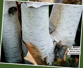  ?? ?? BRIGHT White bark of
Betula utilis Jacquemont­ii