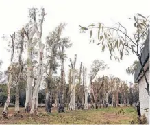  ?? PABLO PRESTI-LA NUEVA. ?? LAS IMÁGENES muestran cómo quedaron los eucaliptos del interior del Parque de Mayo.