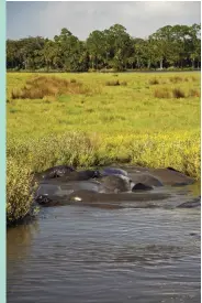  ??  ?? BELOW: Manatee in the Tomoka River. BOTTOM: At play in the new Children's Garden at the Bok Tower Gardens in Lake Wales. OPPOSITE TOP: Child interacts with a dolphin at Marineland near St. Augustine.