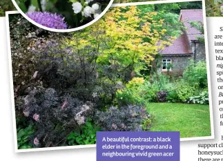  ??  ?? A beautiful contrast: a black elder in the foreground and a neighbouri­ng vivid green acer