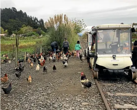  ?? KIM WEBBY ?? Feeding chooks beside a junk yard along the line on the Awakeri Rail Adventures 20km round trip.