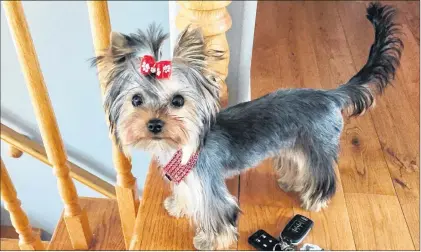  ?? SUBMITTED PHOTO ?? Lotus, a 17-month-old Teacup Yorkie, has been missing from her Paradise home since Saturday and her owner is so desperate to find her, she’s offering a $1,000 reward for Lotus’s safe return.