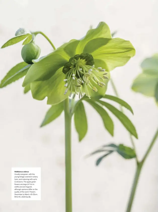  ??  ?? Helleborus odorus
Usually evergreen, with the young foliage covered in silvery hairs, and maturing with up to 11 divisions. The apple-green flowers are large (4-7cm in width) and are fragrant, although opinions differ on the quality of the scent. Flowers December to March. 45-55cm. RHS H5, USDA 6a-8b.