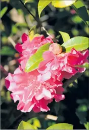  ??  ?? Pretty: Colourful camelias.