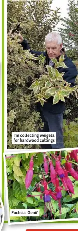  ??  ?? I'm collecting weigela for hardwood cu ings
Fuchsia 'Genii'