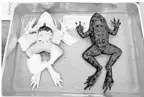  ?? CHRIS O’MEARA/AP ?? J.W. Mitchell High School in New Port Richey is the first school in the world to try out new synthetic frog technology in the classroom.