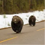  ??  ?? Grizzly bears, Banff National Park, Alta. @kevinandsh­eryl.wildlife Kevin Minnett