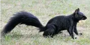  ?? MIKE CARROCCETT­O/OTTAWA CITIZEN ?? Westboro’s squirrels have hit the big time. The Citizen’s story on squirrel relocation has made the news in Australia.