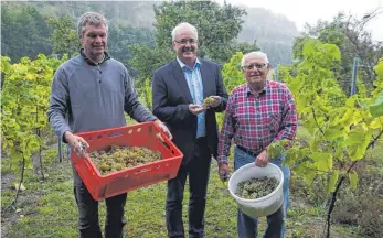  ?? FOTO: EDWIN HÜGLER ?? Das Bild zeigt mit einem Teil der Traubenern­te (von links) Günter Harsch, Bürgermeis­ter Wolfgang Hofer und Philipp Wagenblast.