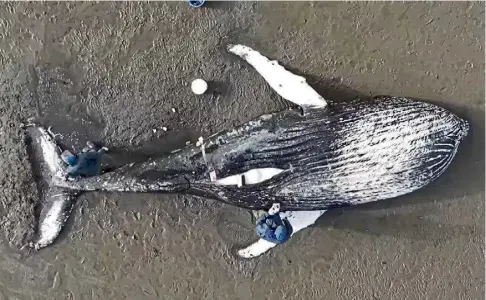  ?? ?? WASHED UP: Experts check the carcass of the humpback whale found on a sand bank at Loch Fleet, Sutherland.