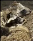  ?? CHIKA TSUKUMO — THE ASSOCIATED PRESS FILE ?? Raccoon dogs are seen at a cage in Tokyo’s Ueno zoo on Saturday, May 24, 2003. Internatio­nal scientists examined previously unavailabl­e genetic data from samples collected at a market close to where the first human cases of COVID-19WERE detected.