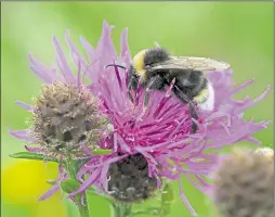  ??  ?? A buff-tailed bumble bee nectaring on black knapweed - the sort of insect councillor­s hope the scheme will attract