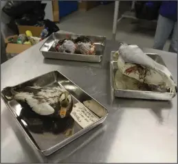  ?? Photo by Megan Gannon ?? TO BE TESTED—A pair of murres, a glaucous gull and a spectacled eider are prepared to be sent out to a lab to be tested for avian influenza.