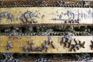  ?? Carrie antlfinger / ap ?? honey bees work inside a hive near iola, Wis., in september 2020.