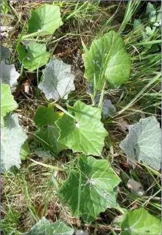  ??  ?? Sometimes leaves are coated with a dense growth of fine, cottony hairs.