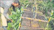  ?? HT PHOTO ?? A forest staff installs a cage to catch leopard in Kumaon.