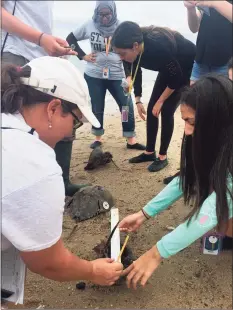 ?? Jennifer Mattei / Contribute­d photo ?? Sacred Heart University Professor Jo-Marie Kasinak, Project Limulus outreach coordinato­r, teaches student volunteers from New York University how to measure and tag horseshoe crabs at Short Beach in Stratford.