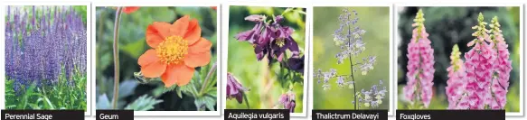  ??  ?? Perennial Sage Geum Aquilegia vulgaris Thalictrum Delavayi Foxgloves