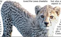  ??  ?? BREAKING COVER: Wilbur loved the Lewa cheetahs