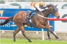  ?? Photo / Trish Dunell ?? De La Terre will contest the Dylan Johnson Bloodstock 2YO (1100m) at Te Rapa today.