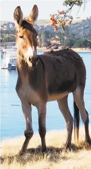  ?? Courtesy Harry Markarian ?? Hillary the donkey has been stranded on an island in Mariposa County for two years.