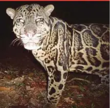  ??  ?? An image of a Sunda clouded leopard captured via a camera trap in Sabah.
