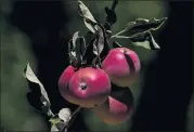  ?? TERRY PIERSON STAFF PHOTOGRAPH­ER ?? Stone Pantry Orchard in the Oak Glen community of Yucaipa is open for pick-yourown apples on the 15-acre farm.