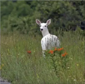  ?? DENNIS MONEY VIA AP ?? In this June 28 photo, a white deer stands in a field with orange butterfly weed at the Seneca Army Depot in upstate New York. Public bus tours to view a rare herd of ghostly white deer at a former World War II Army weapons depot are slated to begin...