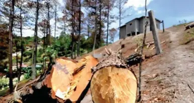  ?? ?? BOSQUES. Antes, el ICF no tenía la potestad de sancionar a quienes cometían las faltas.