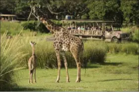  ?? COURTESY OF WALT DISNEY WORLD ?? Lily, a Masai giraffe calf, was born in the summer at Disney’s Animal Kingdom. She can be seen by guests aboard Kilimanjar­o Safaris.