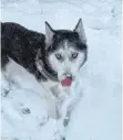  ?? FOTO: KARIN MÜLLER ?? Erstmal den Schnee von der Schnauze schlecken.