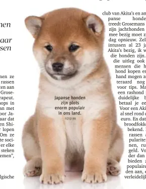  ?? FOTO RR ?? Japanse honden
zijn plots enorm populair
in ons land.