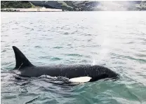  ?? PHOTO: SUPPLIED ?? Killer action . . . An orca pops up near Rachel McGregor’s Port to Port ferry in Otago Harbour on Saturday morning.