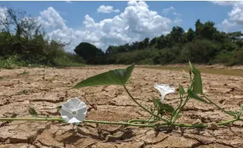  ?? — Bernama photo ?? The most severely affected padi cultivatio­n areas are north and south of Kota Bharu, especially around Ketereh which relies solely on water supply from the Kemubu pump.