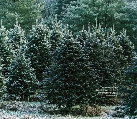  ??  ?? The Werner Tree Farm sits at the edge of Vermont’s Green Mountains.