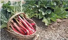  ??  ?? Have you seen the price of rhubarb? It’s not cheap anymore, but it is healthy and delicious. Go ahead and treat yourself to a lovely taste of spring! Contribute­d