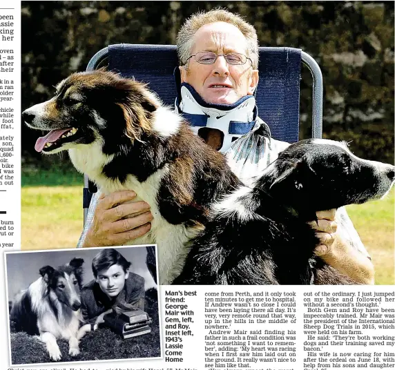  ??  ?? Man’s best friend: George Mair with Gem, left, and Roy. Inset left, 1943’s Lassie Come Home