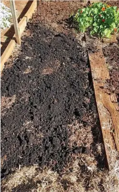  ??  ?? This rich, dark compost will be the ideal food for earthworms in part of my vegie patch.