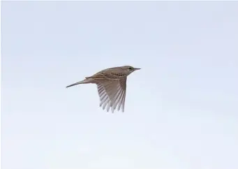  ?? ?? SEVEN: Tawny Pipit (Jüterbog, Germany, 24 June 2014). Tawny Pipits look slim and similar to a wagtail in flight, an appearance well captured in this image. The pale sandy upperparts and the face pattern can be seen here also but, as with the other large pipits, calls are key. Fortunatel­y, Tawny Pipit is just as vocal in flight as the other species, giving a variety of abrupt, rather House Sparrow-like calls and typically a loud chup.