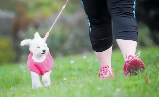  ?? Photo / Jason Oxenham ?? Jazz, an 11-year-old toy poodle, and owner Grace Campbell stretch their legs during a Sunday stroll at Onepoto Domain.