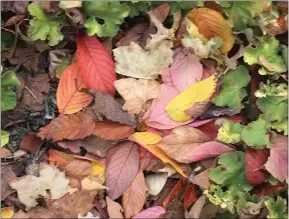 ?? PHOTO BY PAM BAXTER ?? Don’t be in a hurry to clear away fallen leaves.